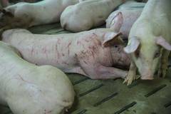Originalbild Tierretter e.V.